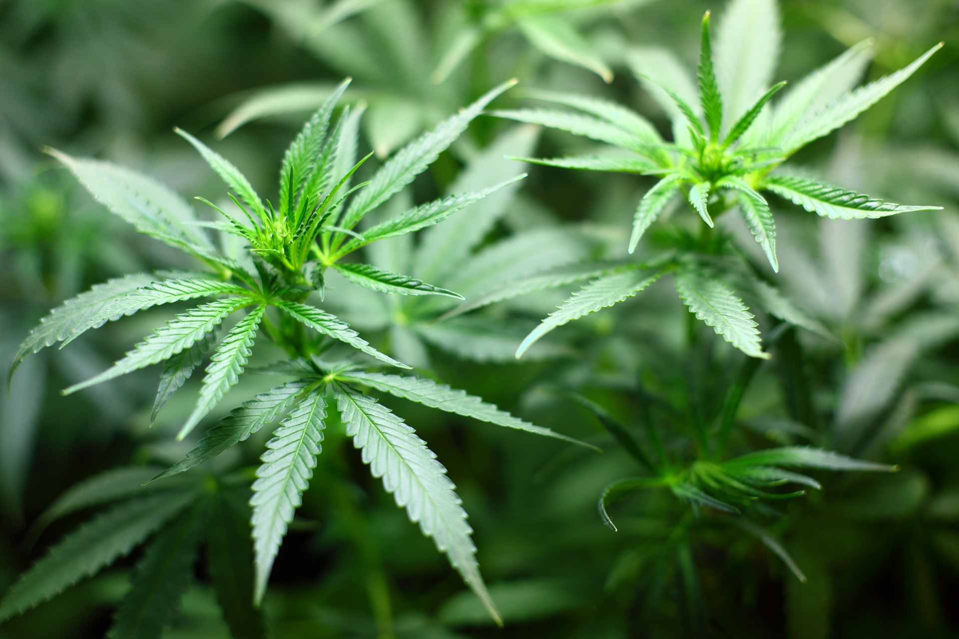 大麻（ヘンプ）について – 日本メディカルハーブ協会