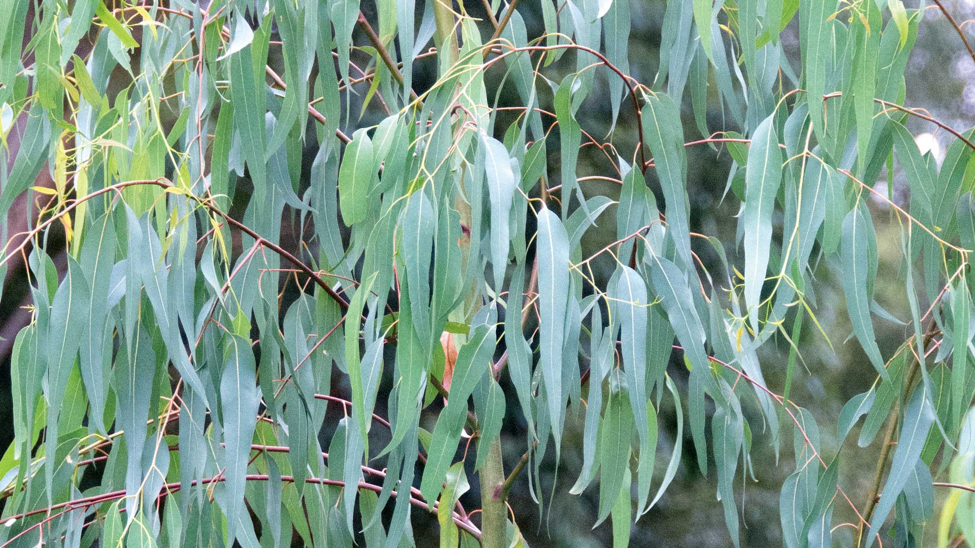 ユーカリの植物学と栽培、 人との関わり – 日本メディカルハーブ協会