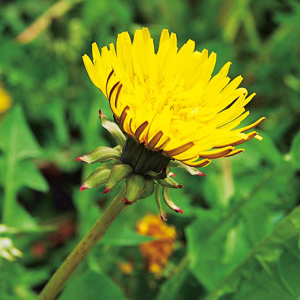 デトックス 解毒 ハーブの決定版 ダンディライオン 日本メディカルハーブ協会