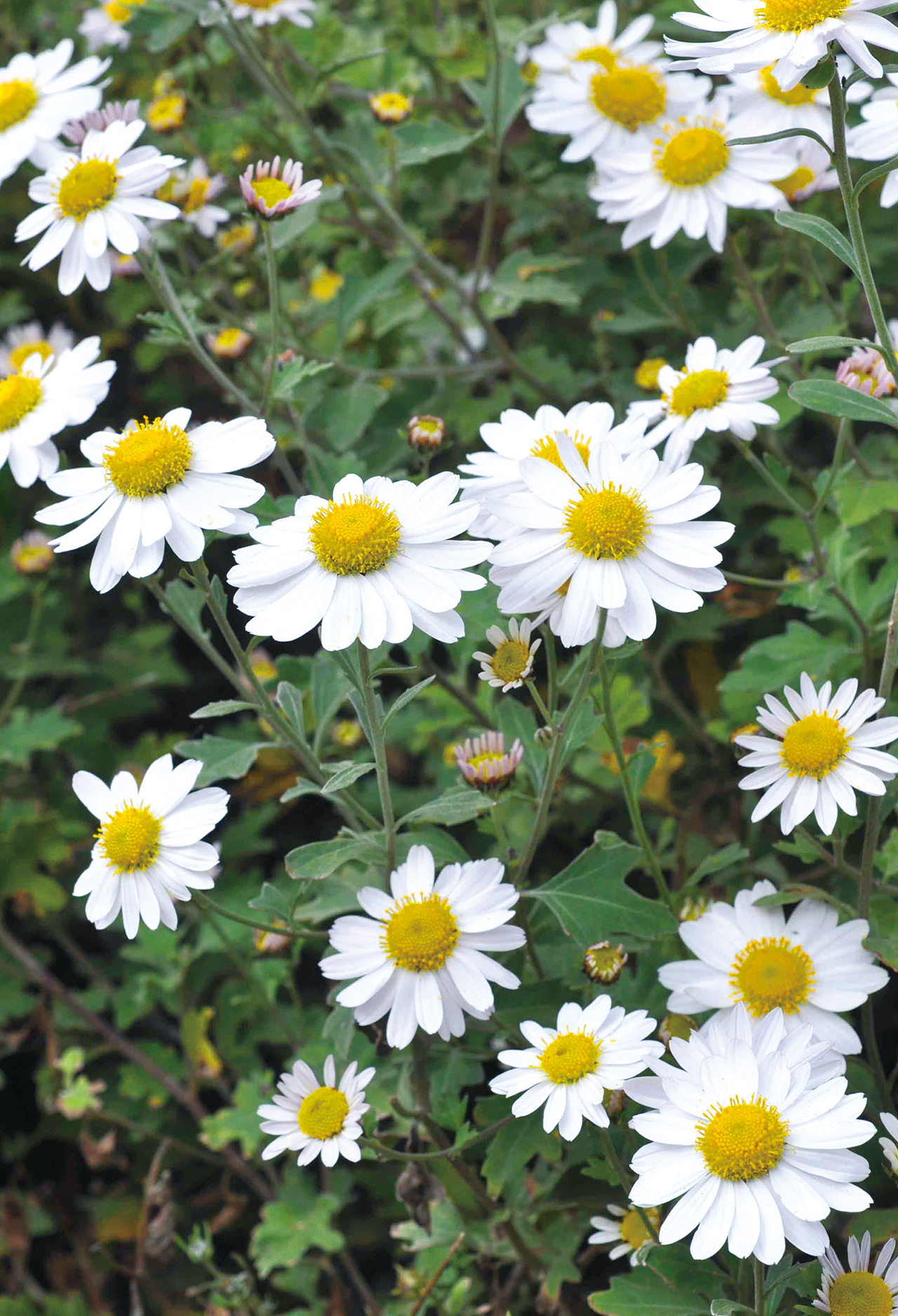 菊花 – 日本メディカルハーブ協会
