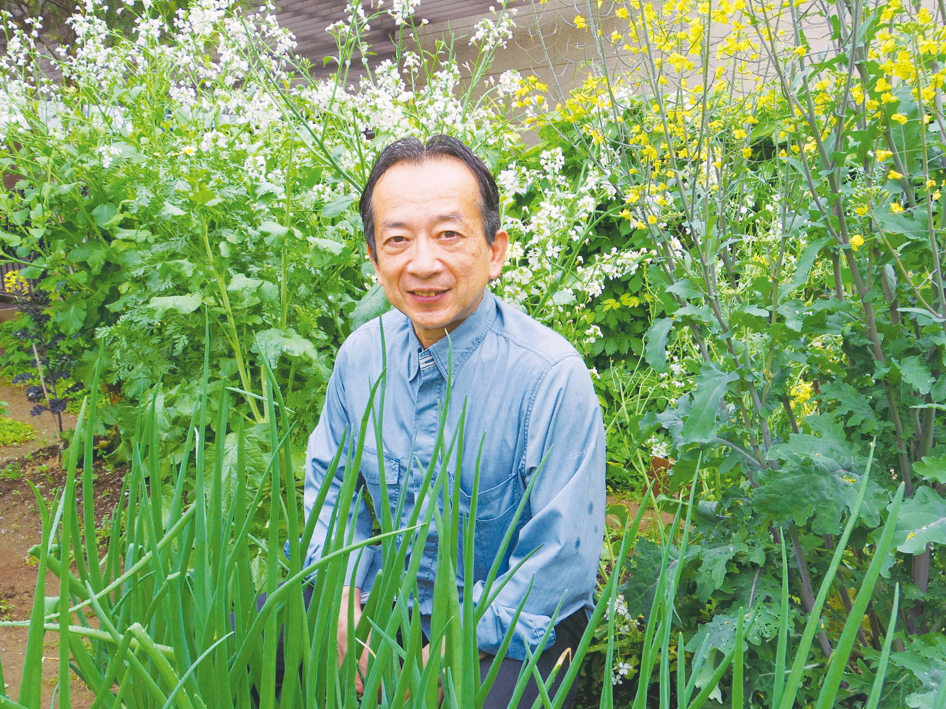 バジルの植物学と栽培 – 日本メディカルハーブ協会