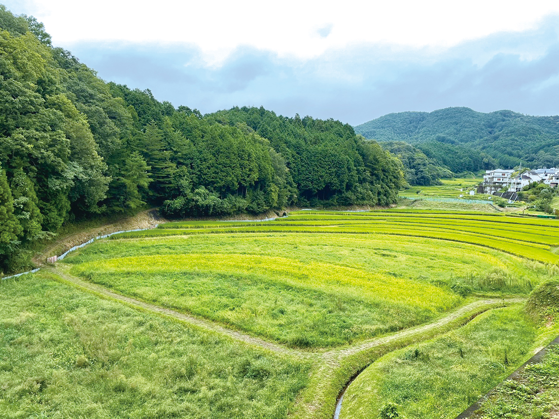 「つなぐ棚田遺産」オフィシャルサポーターとしてのJAMHAの取り組み – 日本メディカルハーブ協会