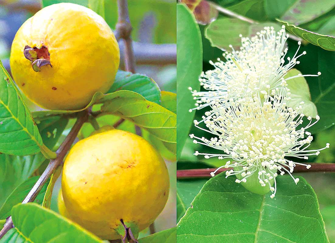 亜熱帯から花便り:島で見られる熱帯果樹 – 日本メディカルハーブ協会