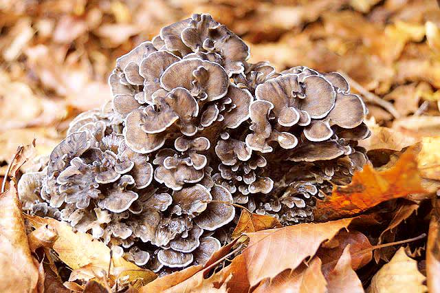 65maitake.jpg