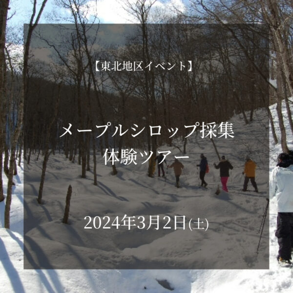 2024年3月2日【東北地区イベント】「メープルシロップ採集体験ツアー」 日本メディカルハーブ協会