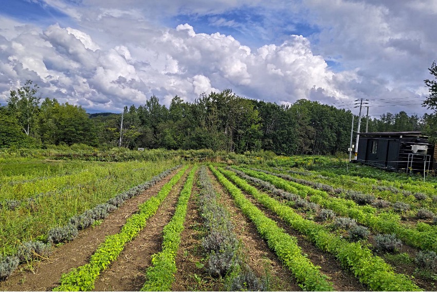 北海道リアンファームで学ぶ・楽しむ「フランス式ハーブ療法」イベント