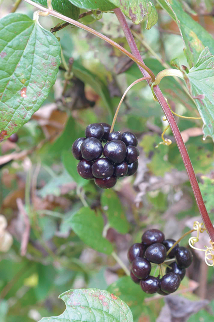 日本のハーブ：サンキライ（山帰来）とサルトリイバラ – 日本