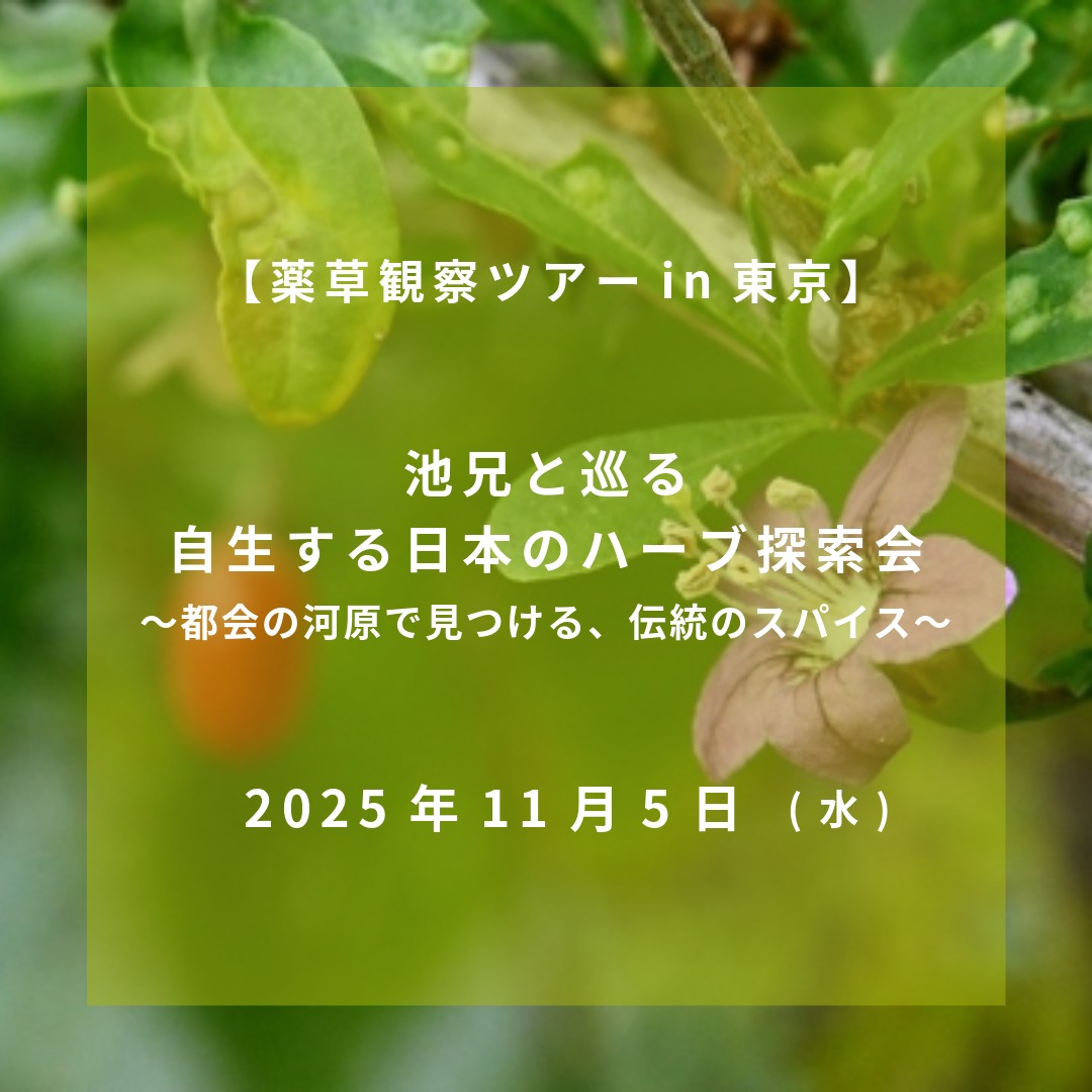 2025年11月5日池兄と巡る、自生する日本のハーブ探索会（会員限定