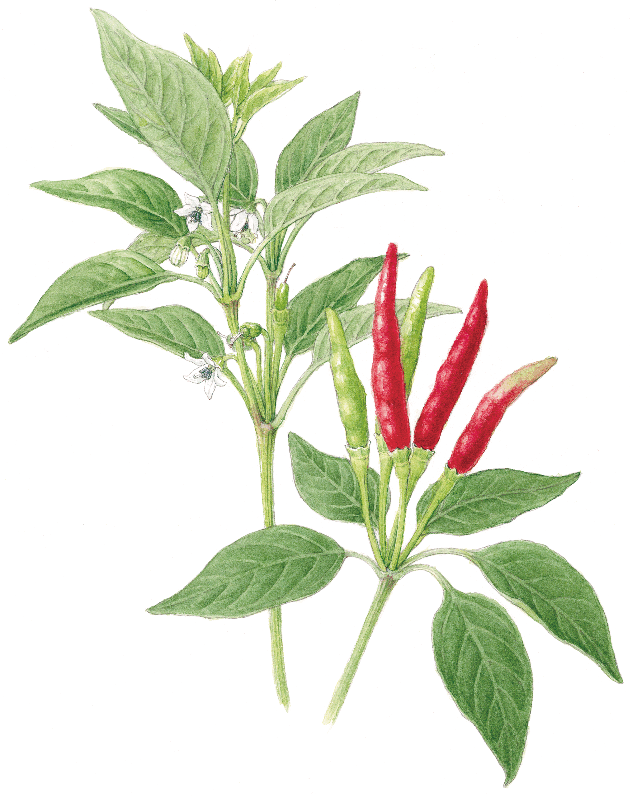 ウサギノネドコ 標本 コシダカウニ ホオズキ タンポポ カラマツ