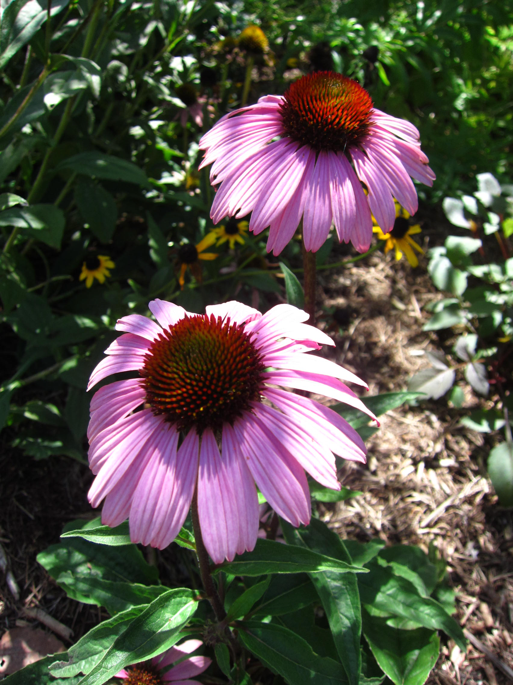 研究トピックス – 日本メディカルハーブ協会